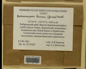 Bartramiopsis lescurii (James) Kindb., Bryophytes, Bryophytes - Russian Far East (excl. Chukotka & Kamchatka) (B20) (Russia)