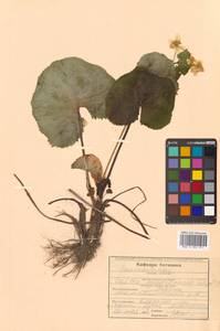 Caltha palustris var. minor (Mill.) DC., Siberia, Russian Far East (S6) (Russia)