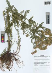 Achillea asiatica Serg., Siberia, Altai & Sayany Mountains (S2) (Russia)