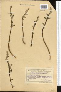 Capparis spinosa L., Middle Asia, Western Tian Shan & Karatau (M3) (Kazakhstan)