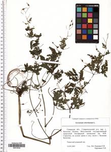 Geranium robertianum L., Eastern Europe, Middle Volga region (E8) (Russia)
