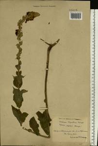 Verbascum densiflorum Bertol., Eastern Europe, North Ukrainian region (E11) (Ukraine)