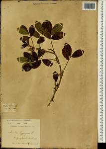 Arachis hypogaea L., South Asia, South Asia (Asia outside ex-Soviet states and Mongolia) (ASIA) (Indonesia)