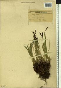 Carex cespitosa var. cespitosa, Siberia, Russian Far East (S6) (Russia)