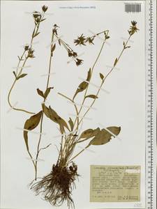 Swertia perennis subsp. stenopetala (Regel & Til.) Worosch., Siberia, Russian Far East (S6) (Russia)