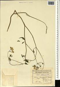Torilis arvensis subsp. arvensis, Caucasus, Azerbaijan (K6) (Azerbaijan)
