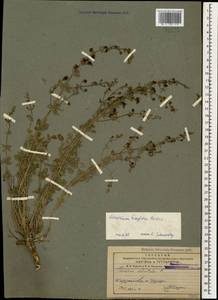 Teucrium orientale subsp. taylorii (Boiss.) Rech.f., Caucasus, Azerbaijan (K6) (Azerbaijan)