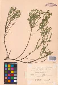 Genista tinctoria L., Eastern Europe, Central forest-and-steppe region (E6) (Russia)