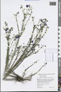 Linum perenne L., Siberia, Baikal & Transbaikal region (S4) (Russia)