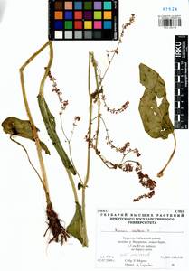Rumex acetosa L., Siberia, Baikal & Transbaikal region (S4) (Russia)