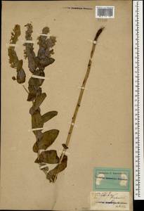 Cerinthe minor L., Caucasus, Stavropol Krai, Karachay-Cherkessia & Kabardino-Balkaria (K1b) (Russia)