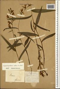 Cephalanthera rubra (L.) Rich., Caucasus, North Ossetia, Ingushetia & Chechnya (K1c) (Russia)