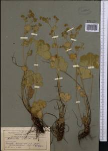 Alchemilla sibirica Zämelis, Middle Asia, Northern & Central Tian Shan (M4) (Kazakhstan)