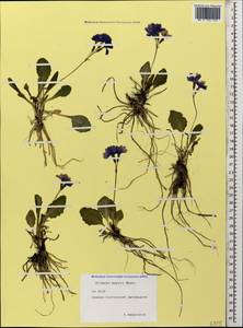 Primula amoena subsp. meyeri (Rupr.) Valentine & Lamond, Caucasus, North Ossetia, Ingushetia & Chechnya (K1c) (Russia)