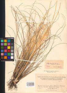 Stipa dasyphylla (Lindem.) Czern. ex Trautv., Eastern Europe, Eastern region (E10) (Russia)