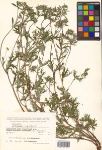 Potentilla argentea L., Siberia, Russian Far East (S6) (Russia)