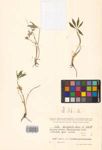 Viola dactyloides Roem. & Schult., Siberia, Russian Far East (S6) (Russia)