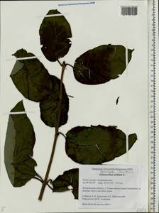 Syringa josikaea J.Jacq. ex Rchb.f., Eastern Europe, Central forest region (E5) (Russia)
