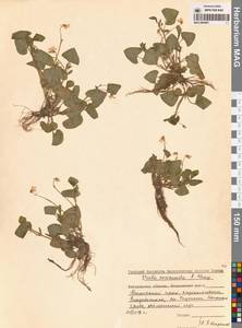 Viola hamiltoniana D.Don, Siberia, Russian Far East (S6) (Russia)