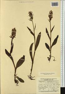 Dactylorhiza majalis (Rchb.) P.F.Hunt & Summerh., Western Europe (EUR) (Poland)