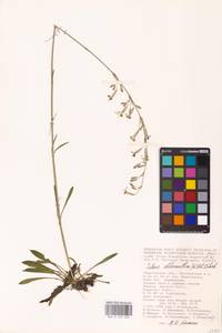 Silene chlorantha (Willd.) Ehrh., Eastern Europe, Lower Volga region (E9) (Russia)