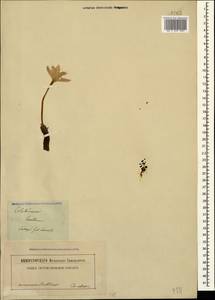 Colchicum laetum Steven, Caucasus (no precise locality) (K0)