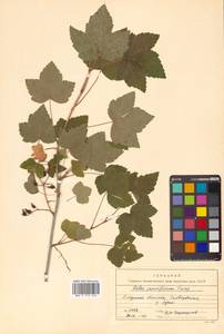 Ribes nigrum L., Siberia, Russian Far East (S6) (Russia)