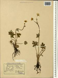 Ranunculus elegans C. Koch, Caucasus, Krasnodar Krai & Adygea (K1a) (Russia)
