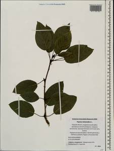 Populus balsamifera, Eastern Europe, North-Western region (E2) (Russia)