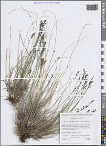 Poa glauca Vahl, Siberia, Russian Far East (S6) (Russia)