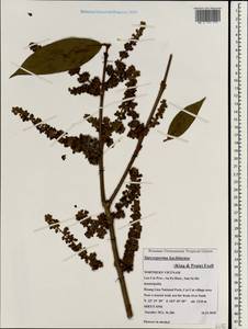 Sarcosperma kachinense (King & Pantl.) Exell, South Asia, South Asia (Asia outside ex-Soviet states and Mongolia) (ASIA) (Vietnam)