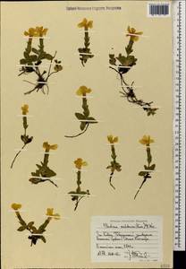 Gentiana verna subsp. oschtenica (Kuzn.) J. J. Halda, Caucasus, Stavropol Krai, Karachay-Cherkessia & Kabardino-Balkaria (K1b) (Russia)