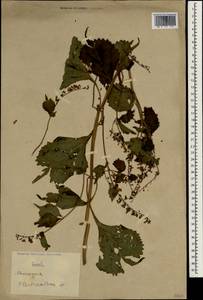 Plectranthus, South Asia, South Asia (Asia outside ex-Soviet states and Mongolia) (ASIA) (China)