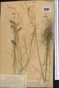 Piptatherum songaricum (Trin. & Rupr.) Roshev., Middle Asia, Western Tian Shan & Karatau (M3) (Kyrgyzstan)