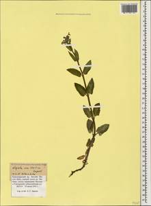 Nepeta betonicifolia, Caucasus, Krasnodar Krai & Adygea (K1a) (Russia)