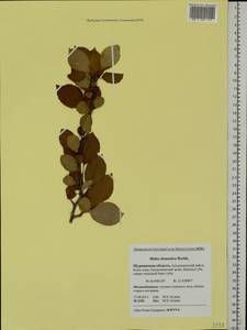 Malus domestica Borkh., Eastern Europe, Northern region (E1) (Russia)