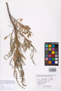 Tamarix gracilis Willd., Middle Asia, Caspian Ustyurt & Northern Aralia (M8) (Kazakhstan)