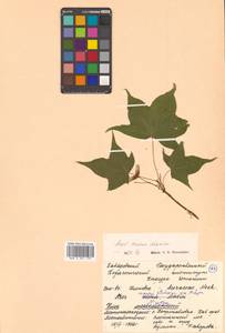 Acer pictum subsp. mono (Maxim.) H.Ohashi, Siberia, Russian Far East (S6) (Russia)