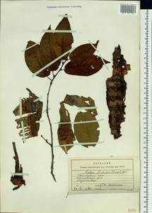 Prunus maackii Rupr., Siberia, Russian Far East (S6) (Russia)