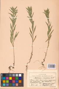 Collomia linearis Nutt., Eastern Europe, Eastern region (E10) (Russia)