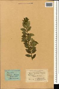 Buxus sempervirens L., Caucasus, Azerbaijan (K6) (Azerbaijan)