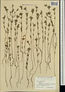 Helianthemum ledifolium subsp. lasiocarpum (Jacques & Herincq) Nyman, Crimea (KRYM) (Russia)