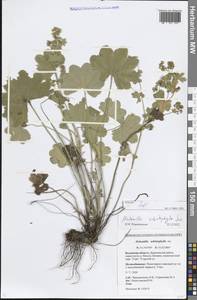Alchemilla schistophylla Juz., Eastern Europe, Central region (E4) (Russia)
