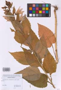 Campanula latifolia L., Eastern Europe, Moscow region (E4a) (Russia)