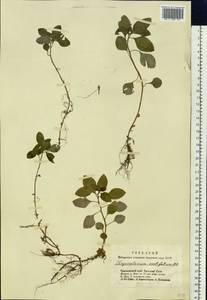 Chrysosplenium ovalifolium Bieb. ex Ledeb., Siberia, Altai & Sayany Mountains (S2) (Russia)