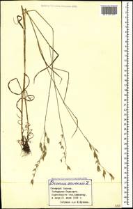 Bromus arvensis L., Caucasus, Stavropol Krai, Karachay-Cherkessia & Kabardino-Balkaria (K1b) (Russia)