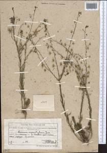 Linum macrorhizum Juz., Middle Asia, Northern & Central Tian Shan (M4) (Kazakhstan)