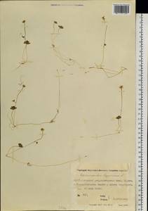 Coptidium lapponicum (L.) Á. Löve & D. Löve, Siberia, Yakutia (S5) (Russia)