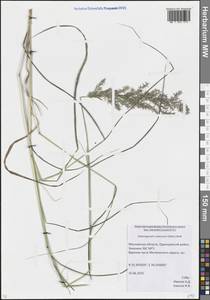 Calamagrostis canescens (Weber) Roth, Eastern Europe, Moscow region (E4a) (Russia)