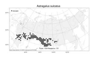 Astragalus sulcatus L., Atlas of the Russian Flora (FLORUS) (Russia)